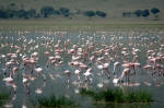 Ngorongoro Conservation Area