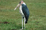 Ngorongoro Conservation Area