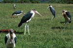 Ngorongoro Conservation Area