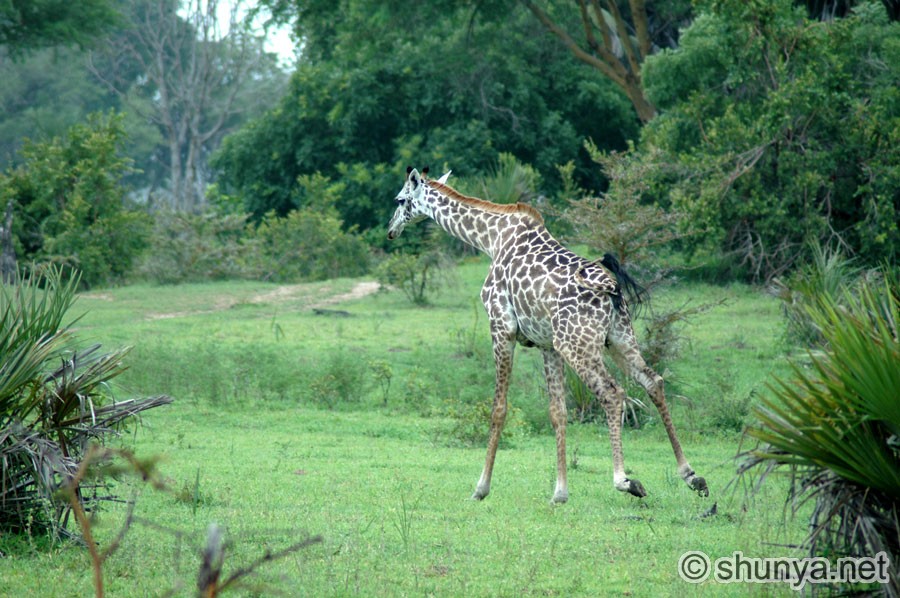 Giraffes family Giraffidae