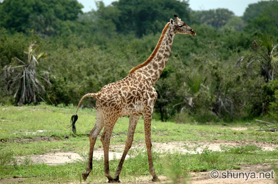 Giraffes family Giraffidae