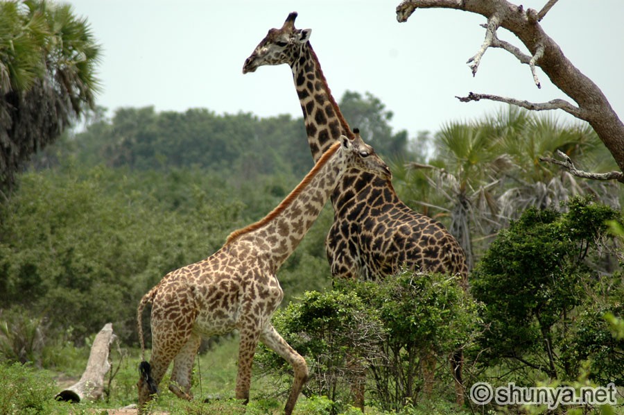 Giraffes family Giraffidae