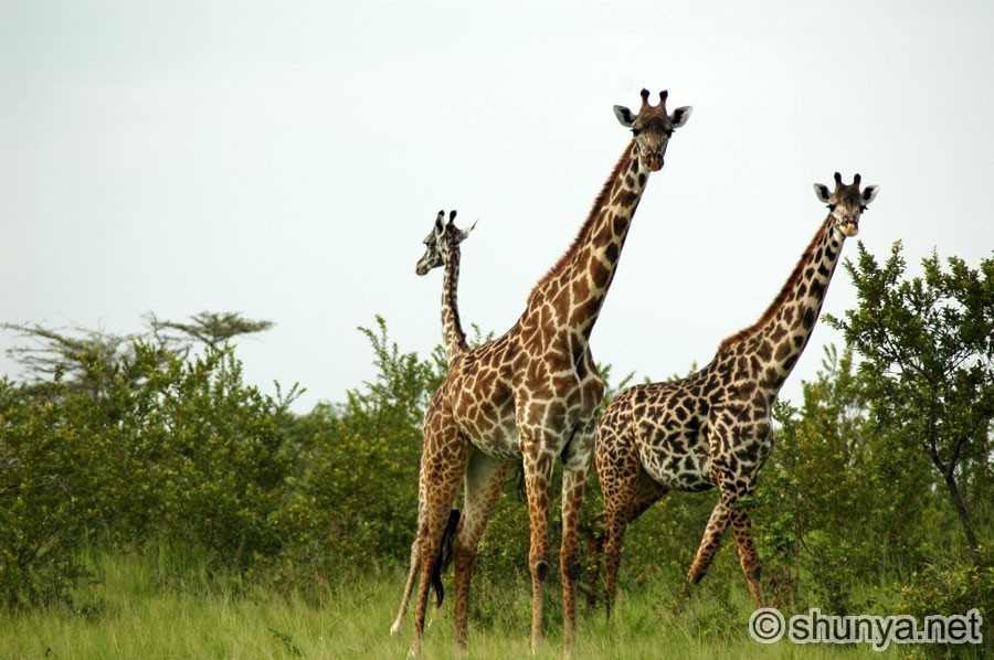 Giraffes family Giraffidae