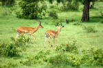 Selous Game Reserve