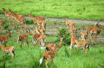 Selous Game Reserve