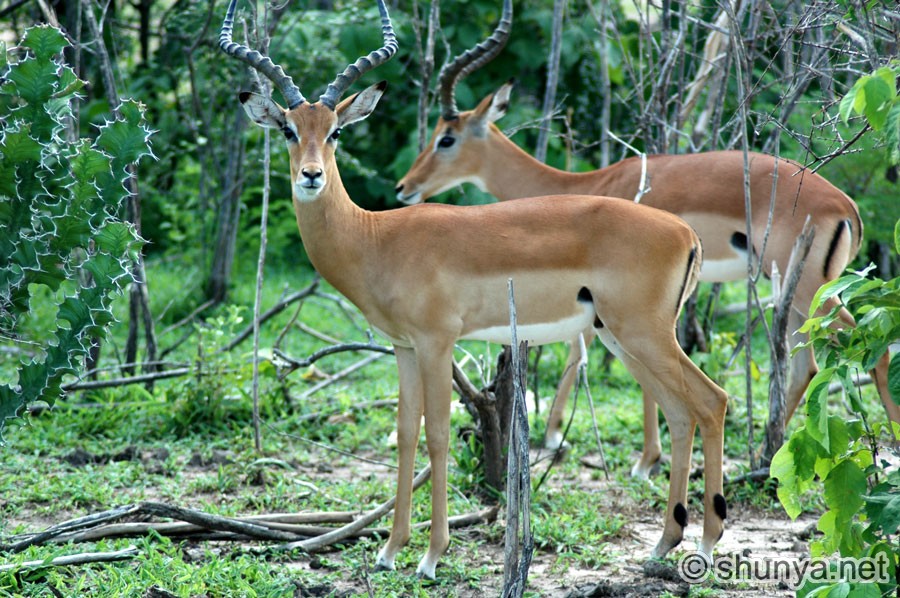 http://www.shunya.net/Pictures/Tanzania/Selous/Impala12.jpg