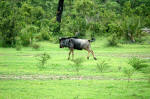 Selous Game Reserve