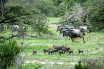 Warthogs and Wildebeests, Selous Game Reserve