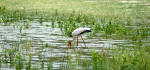Selous Game Reserve