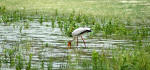 Selous Game Reserve