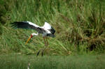 Selous Game Reserve