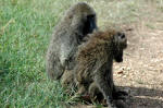 Serengeti National Park