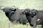 Serengeti National Park