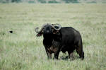 Serengeti National Park