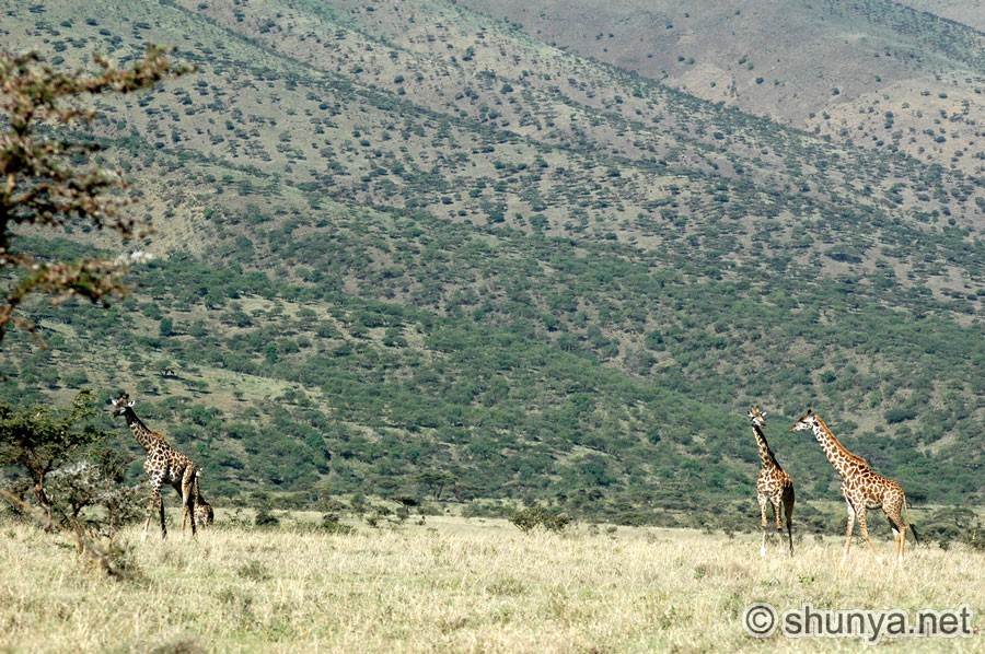 Giraffes family Giraffidae