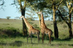Serengeti National Park