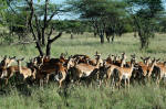 Serengeti National Park