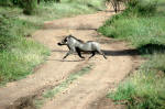 Serengeti National Park