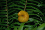 Banana Slug, California