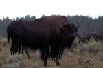 Bison in the rain