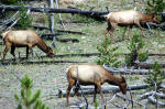 Mule Deer grazing in Yellowstone NP, USA